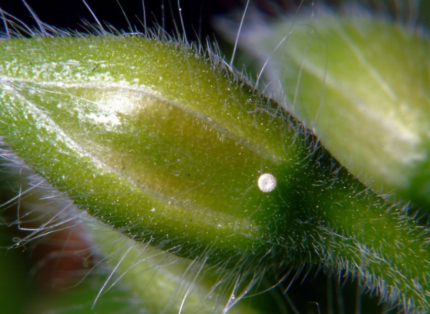 Ancora Cacyreus marshalli